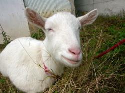 10.5:250:187:0:0:pict0350:left:0:0:めへへ〜: