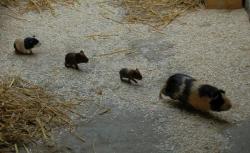 20070824083226394507