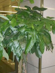 ファイル名: 445px-Pachirasp1.jpg
ファイルサイズ: 11.2KB