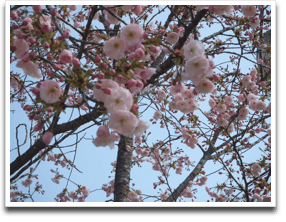 今日は晴れて八重桜も艶やかに