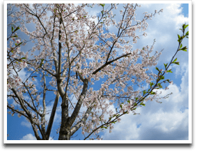 ����Ȃ킯�ŁA���P