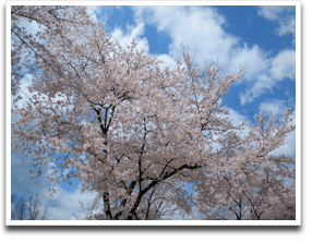 ����Ȃ킯�ŁA���S