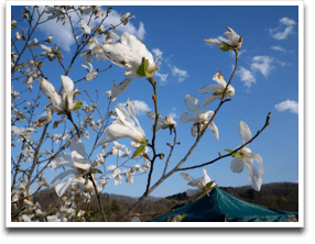 �Y��ɎB��Ă邯�ǉԂ͌��\�ɂ�ł���