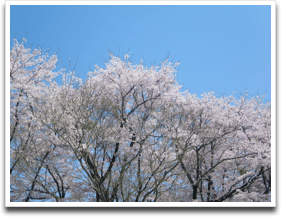 �o���ɂ��݂��������̂P