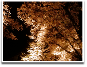 ������̂P