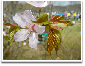 �������J�b�`���ǂ��B�ꂽ��