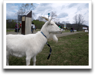 �t�H�g�W�F�j�b�N�ȎR�r