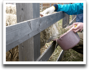 ���H�����̗r