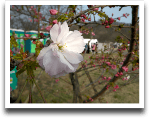 �[���̍��B�����āA�g�C����