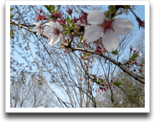 �g���ǂ��낪���������Ԏʐ^�Q