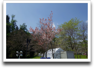 �܂��c���Ă�����p�`��