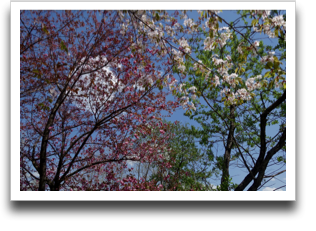 ����g��Ɣ��d���̃R���{