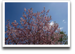 ��ɉf���锪�d��