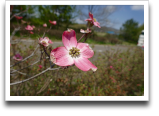 ���ȊO�̉Ԃ��B���Ă���͂���