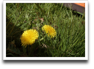 �e���g�̂��΂ɍ炢�Ăă^���|�|