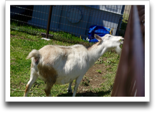 �R�r����͂��H����