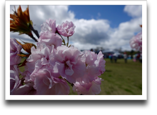 �A���O���_���Ă݂������̂Q