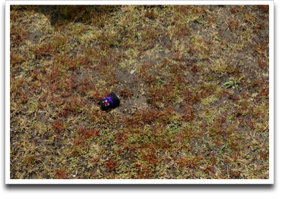 �����Ă����L