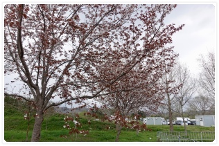 �킸���Ɏc���Ă�����̂Q