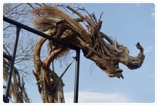 ���̉���