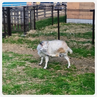 �Z�N�V�B�V���b�g