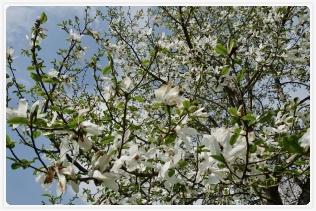 �Ԃ̖��O���킩��܂���i��΁j