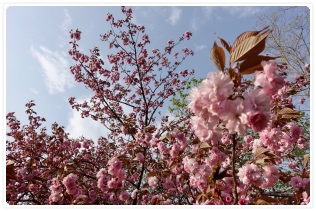 �[�Ă��ɍg���͉f�����