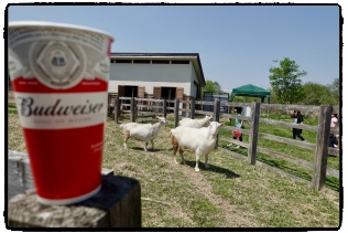 �R�r���񂪃J�����ڐ�