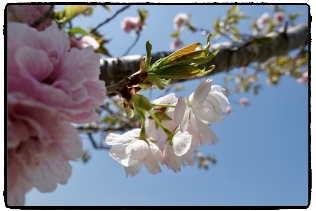 ���}�U�N�����������c���Ă���