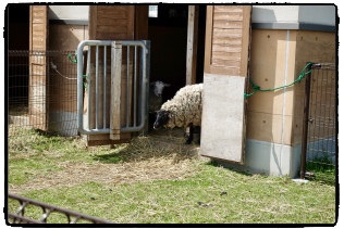 ���C�ɃJ�����ڐ��ȎR�r����