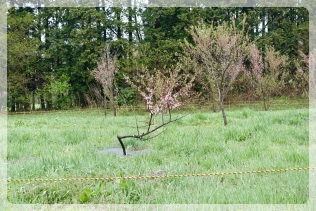 �s��̂��΂ɍ炢�Ă���