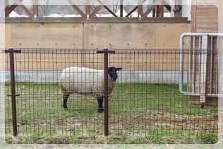 ��z���̗r����