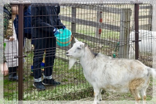 �����A�R�r����߂񂱂�