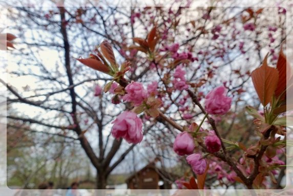 4/27�B�������̒��ł̓x�X�g