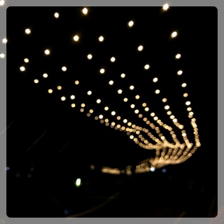 �s���{�P�������������ʐ^�ɂȂ�����