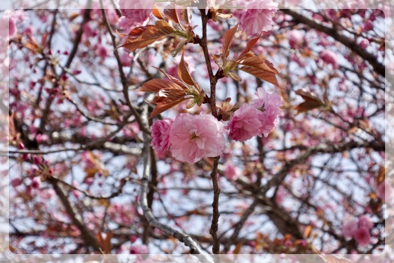 ���}�U�N���ŗǂ��̂�����H