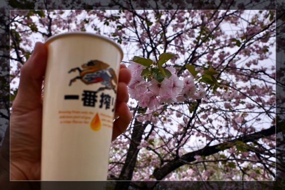 あえてビールではなく桜にピントを合わせている