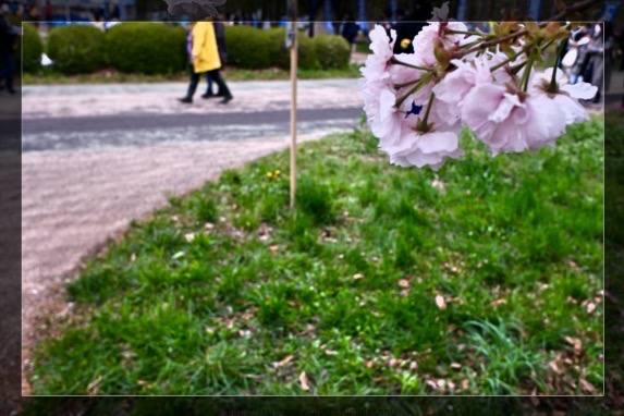 染井吉野に近いけど、たぶん違う