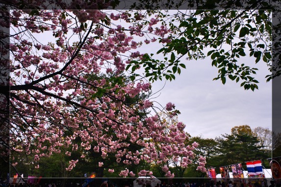 この八重桜はいつも綺麗