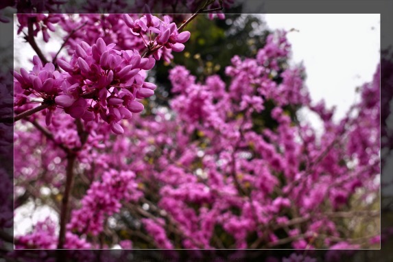 花の名前は知らない