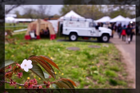 一輪だけ残ってた