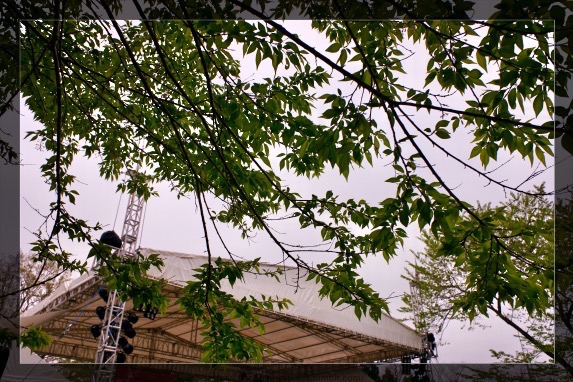 木の葉越しの鰰ステージ