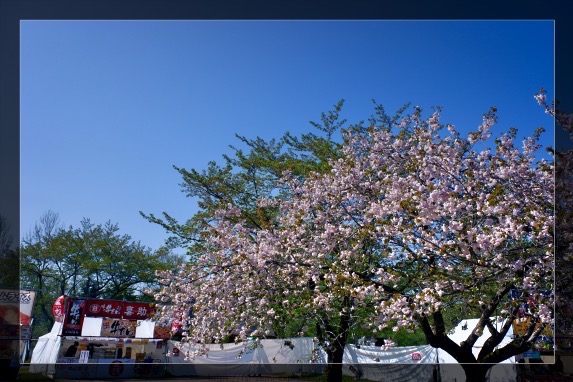 青空と桜と喜助