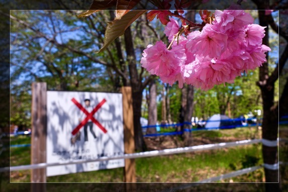 あえて桜にピントを合わせて