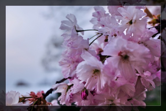 どうもこういうアングルの桜が多いんだ著なぁ・・・