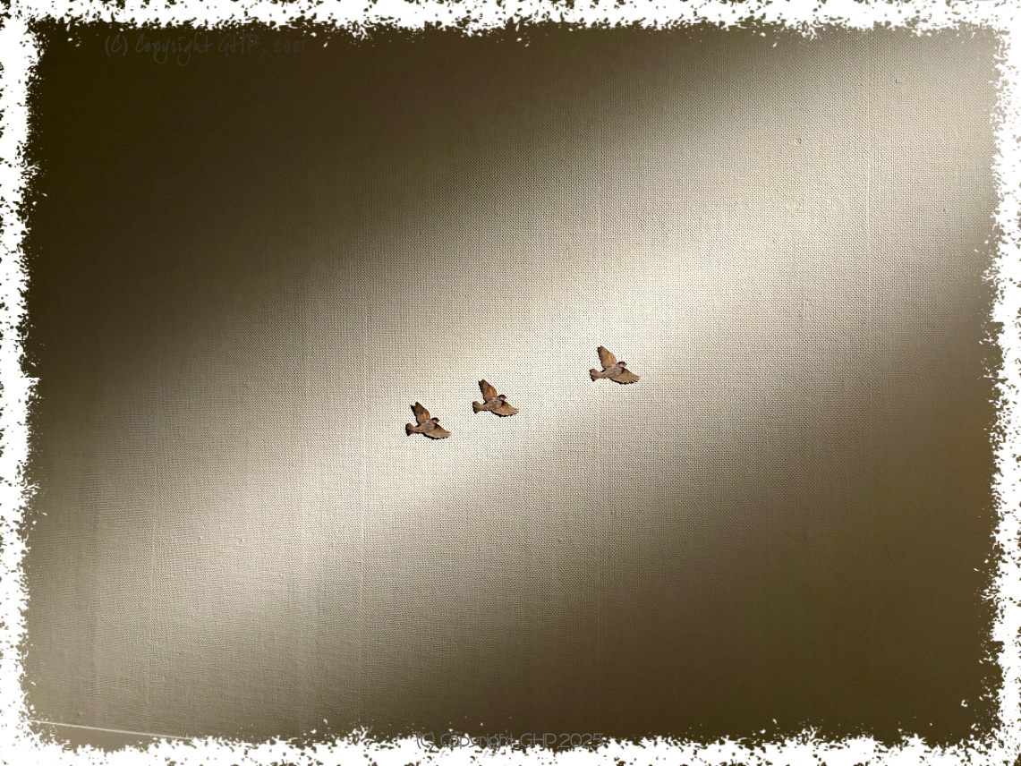 スズメ! スズメ!