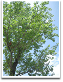 �䂪���Ă�