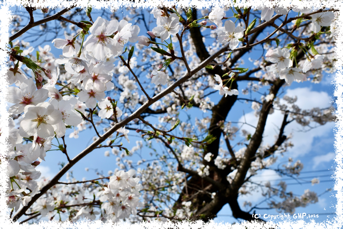 桜その２