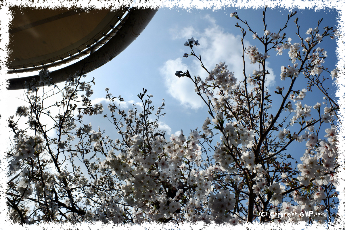 桜その３