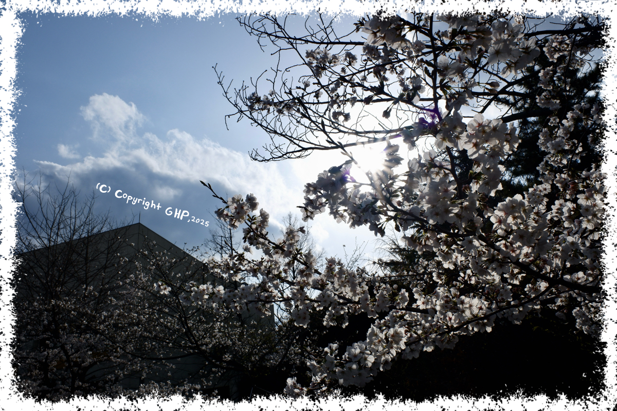 桜その４